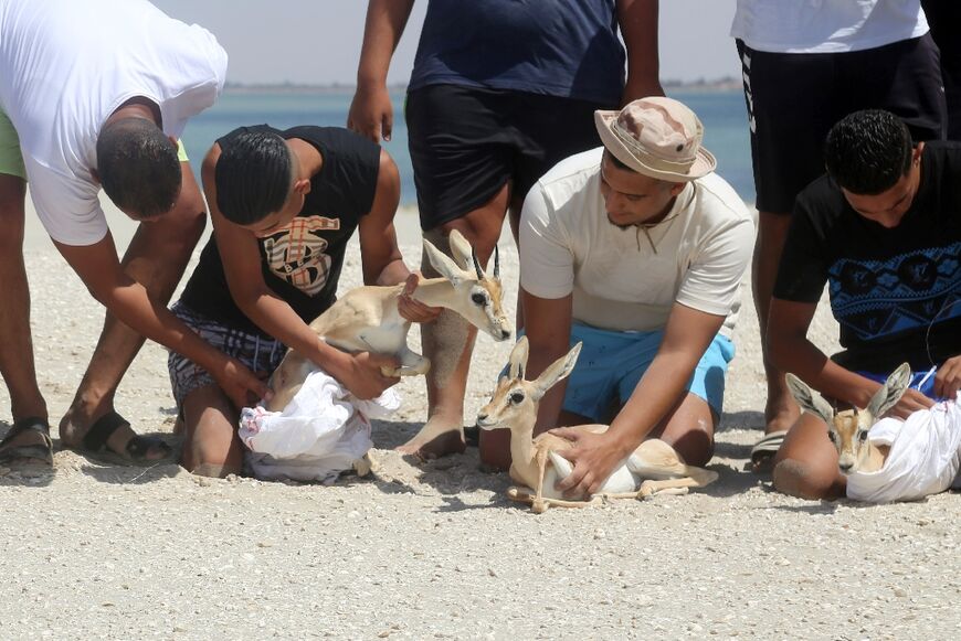 Environmentalist hope the gazelles can thrive on the Libyan island of Farwa, which is uninhabited by humans