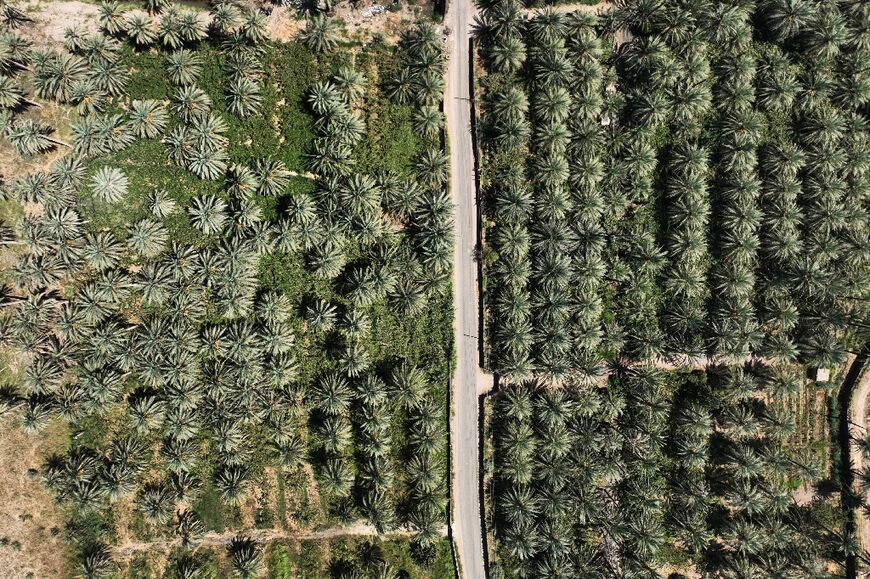 The palm trees are an icon of Iraq and the culture of harvesting them goes back millennia