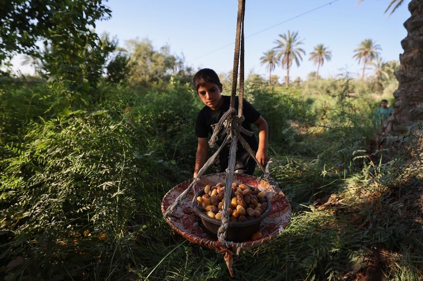 Date exports brought in $120 million to Iraq last year, making them the country's second largest export after oil