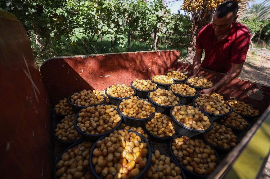 While government efforts are underway to boost the number of date palms in Iraq, drought is taking a heavy toll on farmers