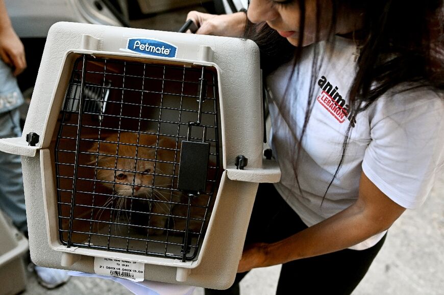 The charity says it has rescued more than 120 animals from the Beirut suburbs