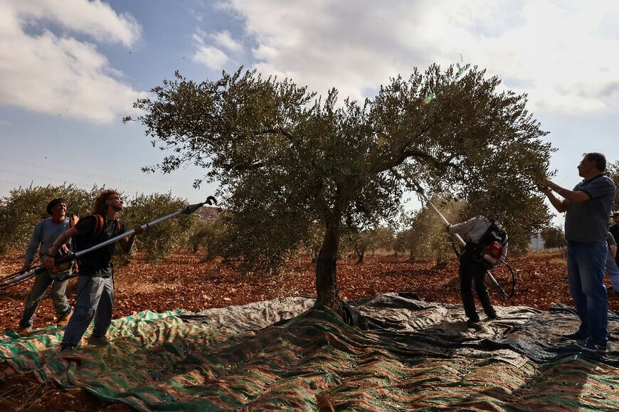 For many poor Palestinian families, the olive season provides a vital source of income