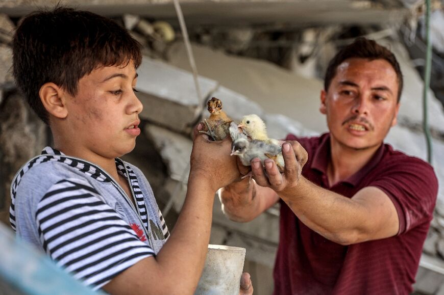 Chicks that were saved from a collapsed building