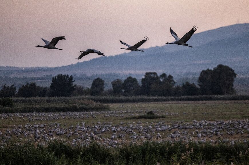 Around 50,000 cranes came to the reserve last winter, but that number has dropped by 70 percent since the war broke out, says one ornithologist