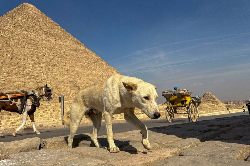 Businesses around the Giza plateau are seeing a boost since footage of the dog Apollo's daring climb went viral