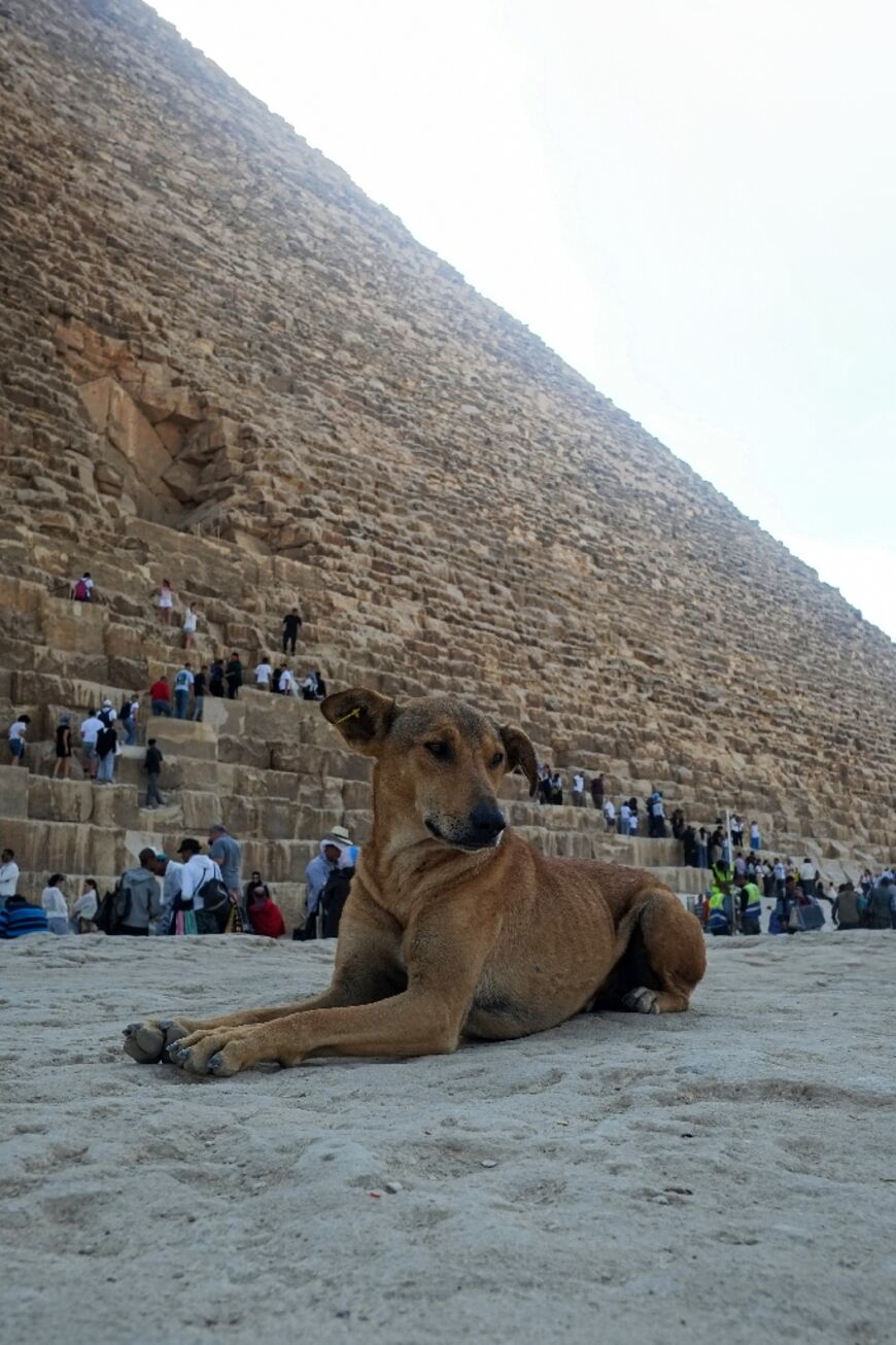 Animal care groups are now with the Egyptian government in order to set up food and water stations for the stray dogs