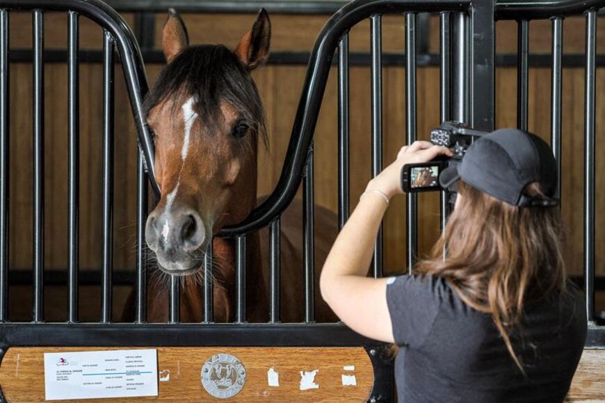 In this picture taken on February 16, 2023, a horse inside a pen is filmed by a woman with a video camera, at Al-Shaqab Equestrian Centre in Doha, which concentrates on the breeding of Arabian horses. (Photo by KARIM JAAFAR / AFP)