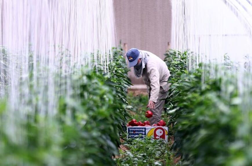 A worker picks fresh red peppers grown in a green house of Al Wabra Farm in the municipality of Al Shahania, 40 kilometers north-west of the Qatari capital Doha. (MUSTAFA MOUNES/AFP via Getty Images)