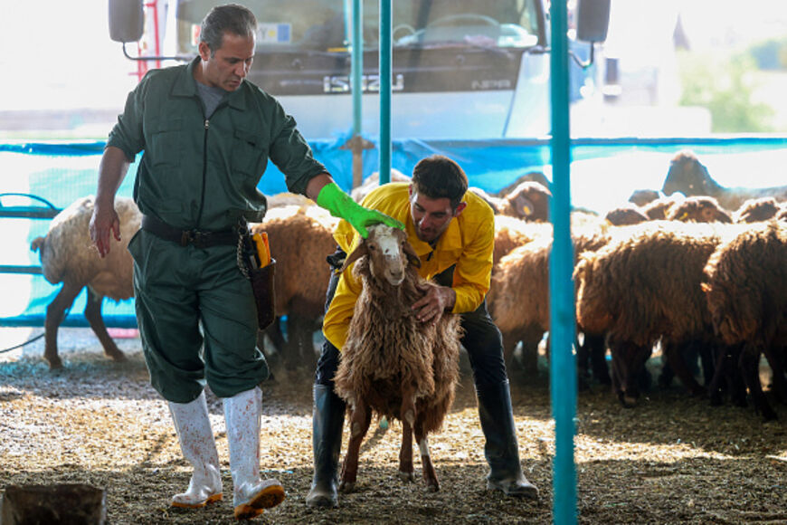 Men prepare to weigh a sheep for a customer at a livestock market on the first day of the Muslim Eid al-Adha festival in Tehran on June 6, 2025. (Photo by AFP) (Photo by -/AFP via Getty Images)