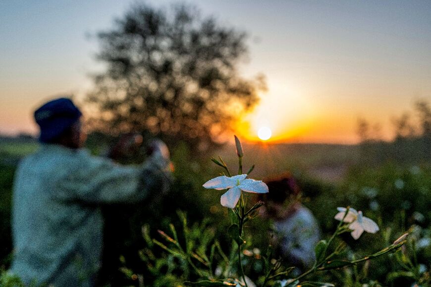 Farmers are only paid a tiny fraction of what the jasmine extract eventually sells for