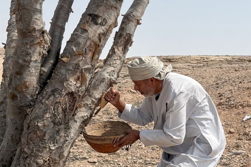 Harvesting must be done with skill or it can kill the tree