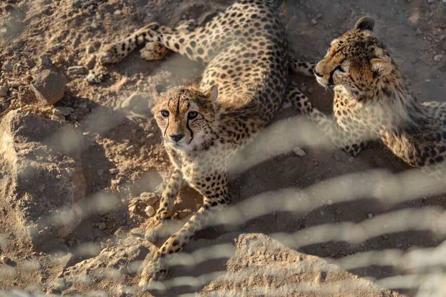 'The species is headed for virtual extinction,' the Global Initiative Against Transnational Crime has warned