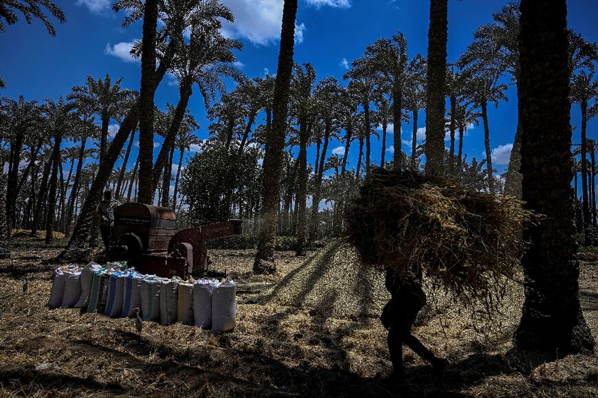Farmers bag wheat straw after threshing in a field in the village of Maraziq, about 30 kilometres south of Giza