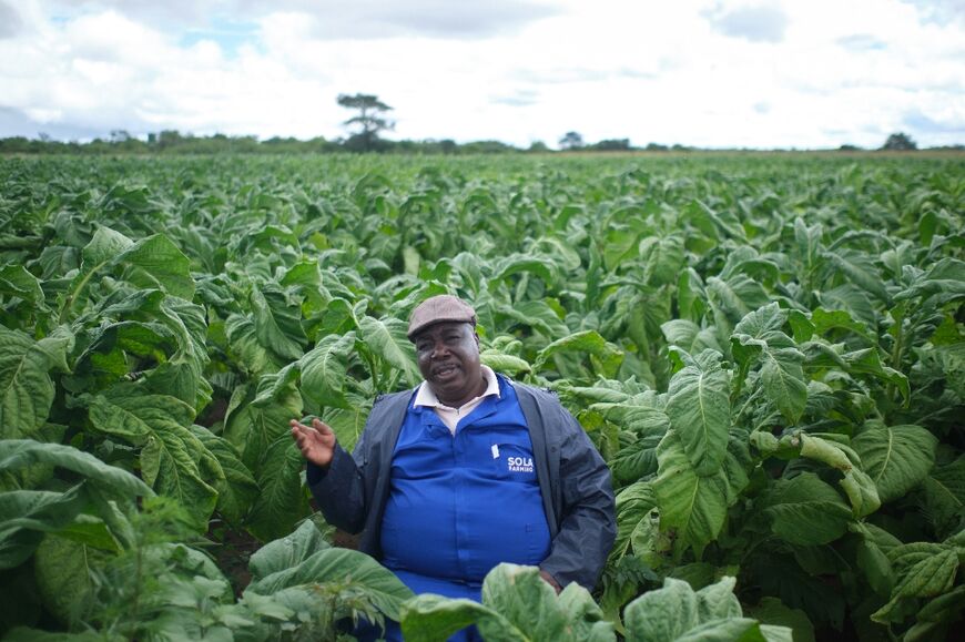 Read Sola is one of more than 300 farmers now growing tobacco in Zimbabwe's southern Matabeleland region, historically not tobacco country