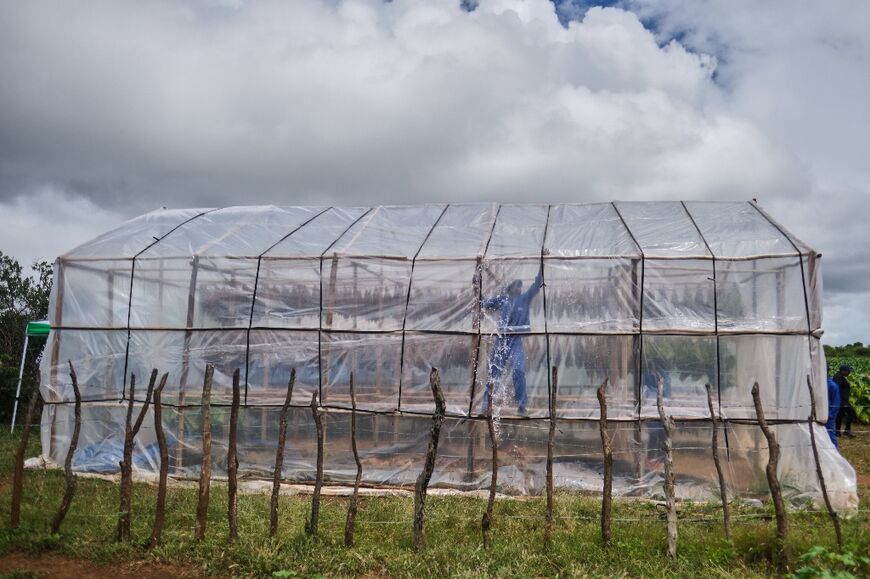 The World Health Organization says tobacco companies are shifting cultivation to Africa, taking arable land away from food production and contributing to deforestation