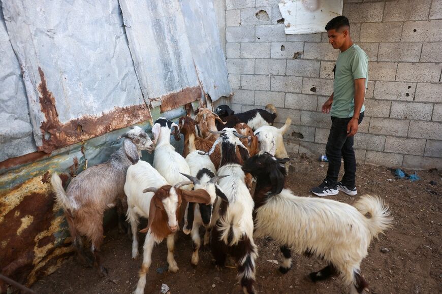 Shortage of sheep has dampened the overall festive mood of Eid al-Adha in Gaza as few Gazans can afford to buy the animal for the traditional ritual of sacrifice