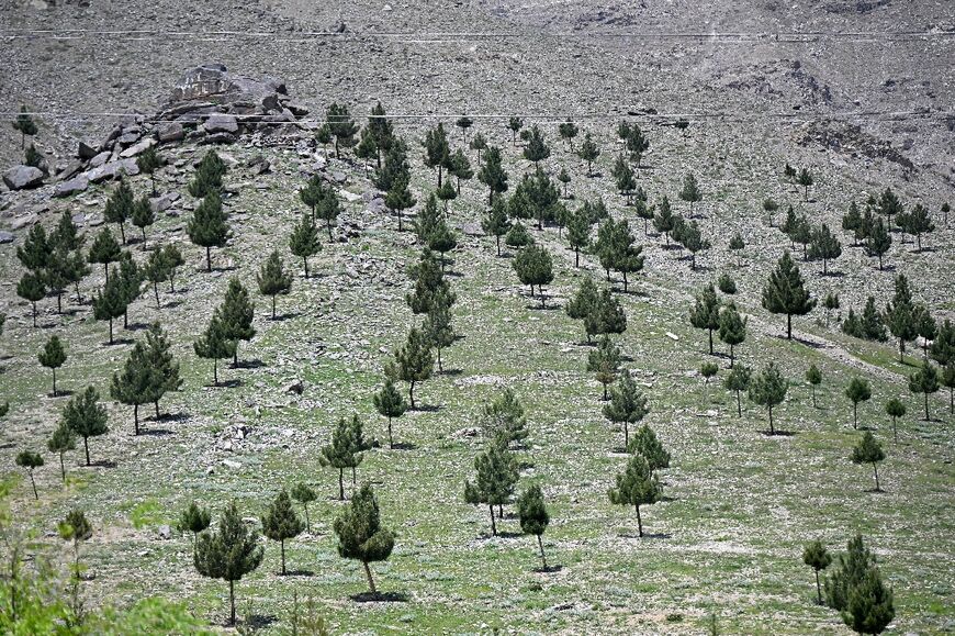 Afghan authorities have set a goal of planting 200 million trees between 2023 and 2030, relying partly on NGOs, the United&nbsp;Nations&nbsp;and the private sector