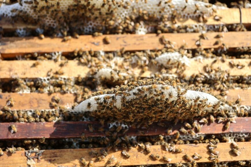 Only around 35 of Ibrahim Al-Dabba's hives remain