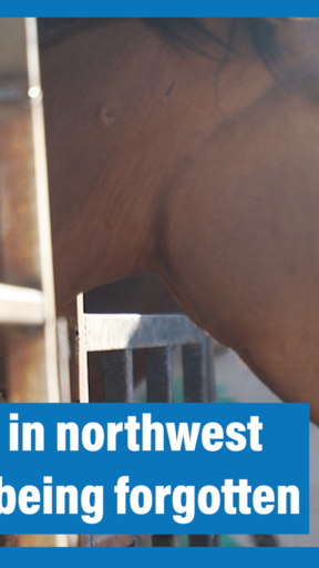 Horses in northwest Syria