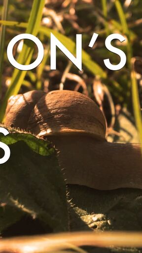lebanon-snail-farms.jpg
